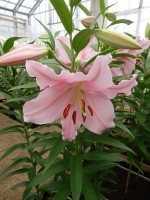 [4296 Berbiano VH No02.JPG]